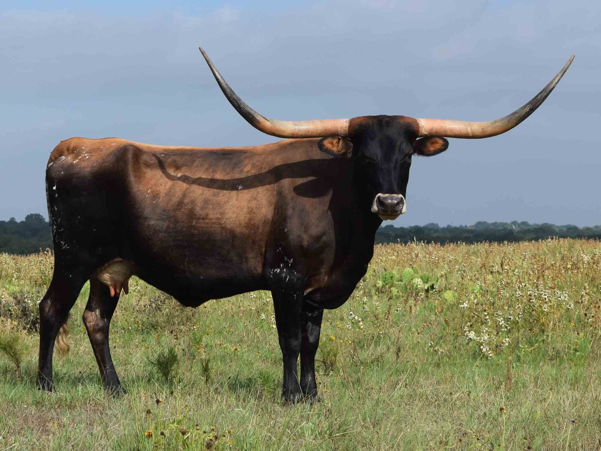 Rocking O Longhorns Texas Longhorn package deals and starter herds